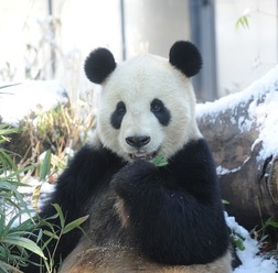 ジャイアントパンダ (c) 公益財団法人東京動物園協会