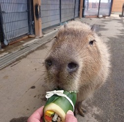 恵方巻を食べるカピバラ
