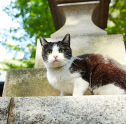 チン/『猫なんかよんでもこない。』 - (C) 2015「猫なんかよんでもこない。」製作委員会