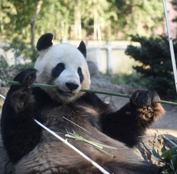 ジャイアントパンダのリーリー　写真：（公財）東京動物園協会