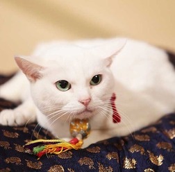 「猫侍 いやし猫DVD まるっと玉之丞」未公開写真 ー(C)2016「猫侍SP」製作委員会