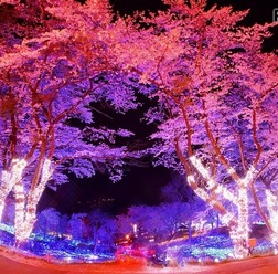 さがみ湖イルミリオン―夜桜イルミネーション