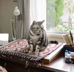 連続ドラマＷ「グーグーだって猫である２ -good good the fortune cat-」ポスター（C）WOWOW