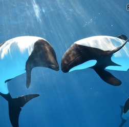 白と黒の鮮やかな体色が特徴の「イロワケイルカ」