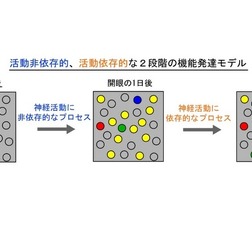 活動非依存的、活動依存的な2段階の機能発達モデル