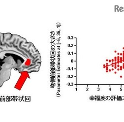 幸福度と吻側前部帯状回の大きさとの関連