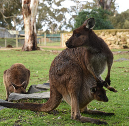 動物園や、また街から離れると自然のカンガルーも多く見かける