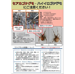 環境省：セアカゴケグモ・ハイイロゴケグモにご注意ください