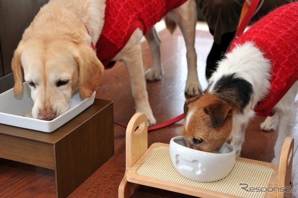 愛犬用朝食に大満足のマリアとララ
