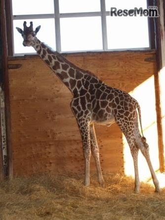 キリンの父親「フジマル」　(c) 埼玉県こども動物自然公園