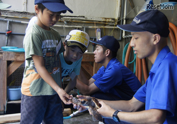 鴨川シーワールド「サマースクール」ウミガメ観察