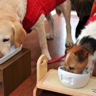 愛犬用朝食に大満足のマリアとララ