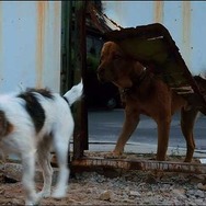 『ホワイト・ゴッド　少女と犬の狂詩曲』　2014（C）Proton Cinema, Pola Pandora, Chimney