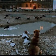 『ホワイト・ゴッド　少女と犬の狂詩曲』　2014（C）Proton Cinema, Pola Pandora, Chimney