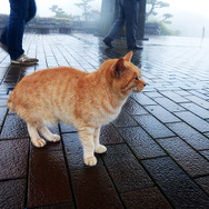 SASEBOクルーズバス『海風』で雨の弓張岳展望台へ。ここを知り尽くす“地ネコ”も「きょうはまったく見えないねこりゃ」と……!?
