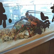 新春！もじもじ水槽