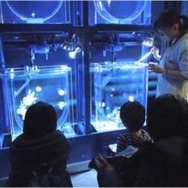朝のおはよう水族館！（イメージ）