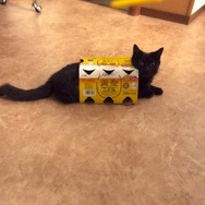 猫×缶ビールケース／『猫なんかよんでもこない。』（C）2015「猫なんかよんでもこない。」製作委員会