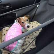 家族の一員である愛犬は、なるべく後席に乗せてあげたい