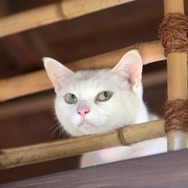 スペシャルドラマ「猫侍 玉之丞、江戸へ行く」(C)2016「猫侍SP」製作委員会　