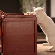 「猫侍 いやし猫DVD まるっと玉之丞」未公開写真　ー(C)2016「猫侍SP」製作委員会