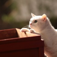「猫侍 いやし猫DVD まるっと玉之丞」未公開写真　ー(C)2016「猫侍SP」製作委員会