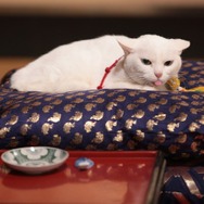 「猫侍 いやし猫DVD まるっと玉之丞」未公開写真　ー(C)2016「猫侍SP」製作委員会
