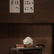 「猫侍 いやし猫DVD まるっと玉之丞」未公開写真　ー(C)2016「猫侍SP」製作委員会