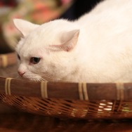 「猫侍 いやし猫DVD まるっと玉之丞」未公開写真　ー(C)2016「猫侍SP」製作委員会