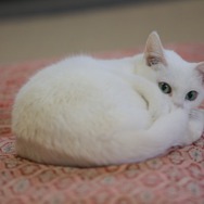 「猫侍 いやし猫DVD まるっと玉之丞」未公開写真　ー(C)2016「猫侍SP」製作委員会