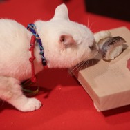 「猫侍 いやし猫DVD まるっと玉之丞」未公開写真　ー(C)2016「猫侍SP」製作委員会
