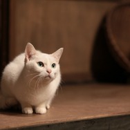 「猫侍 いやし猫DVD まるっと玉之丞」未公開写真　ー(C)2016「猫侍SP」製作委員会