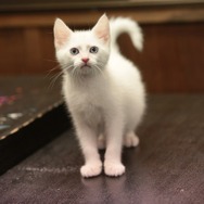 「猫侍 いやし猫DVD まるっと玉之丞」未公開写真　ー(C)2016「猫侍SP」製作委員会