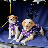 ホンダ オデッセイハイブリッド に愛犬を乗せて…ペット旅を快適にする専用グッズ