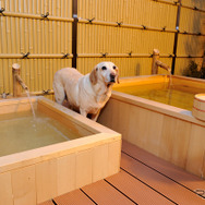 部屋には犬用の温泉も！（鬼怒川 絆）
