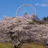 起伏に富んだ地形を活かし、見下ろすことも見上げることもできるように桜が植えられている