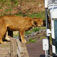 今でこそサファリパークなどもあるが、運行開始当初は世界初の試みだった。