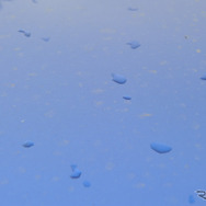 洗車前の汚れ。このまま放っておくと、雨ジミになって塗装を傷めてしまう。