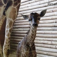 キリンの赤ちゃん　(c) 埼玉県こども動物自然公園