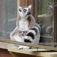 ワオキツネザルの母親と赤ちゃん　(c) 埼玉県こども動物自然公園