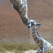 キリンの母親と赤ちゃん　(c) 埼玉県こども動物自然公園
