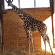 キリンの父親「フジマル」　(c) 埼玉県こども動物自然公園