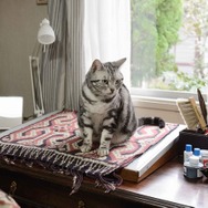 連続ドラマＷ「グーグーだって猫である２ -good good the fortune cat-」ポスター（C）WOWOW