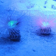 「KAWAII 不思議 AQUARIUM ～ピンクの森と青い海～」