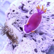 「KAWAII 不思議 AQUARIUM ～ピンクの森と青い海～」