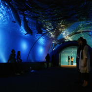 「癒しの水族館」