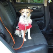 撥水シートで犬を直接乗せても汚れが気にならないい
