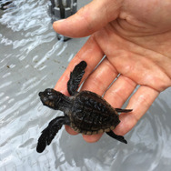 アカウミガメの赤ちゃん