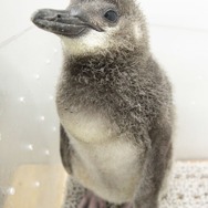 プールデビューめざして頑張れ！「ふうりん」