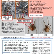 環境省：セアカゴケグモ・ハイイロゴケグモにご注意ください